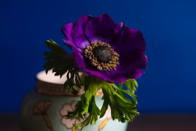紫色花瓣花的特写照片